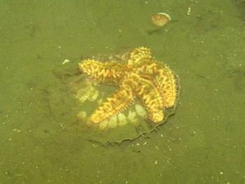 uniophora
